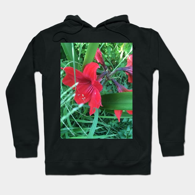 Amaryllis Surprise Hoodie by Amanda1775